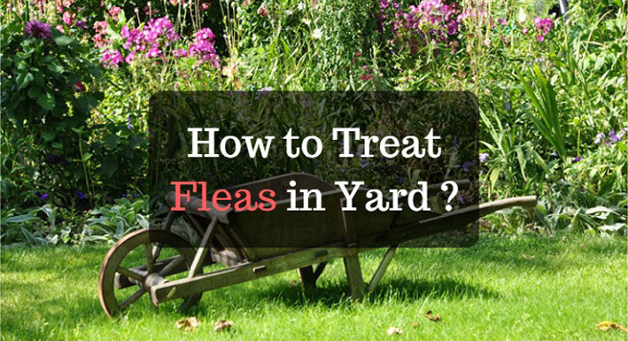 How to get rid of fleas in the yard