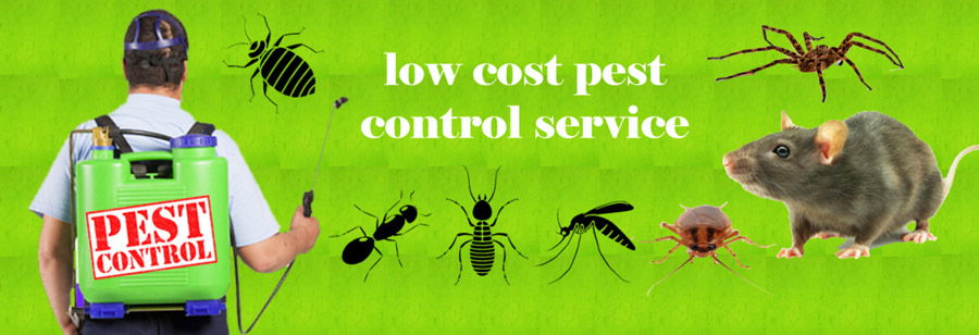 Top Pest Control