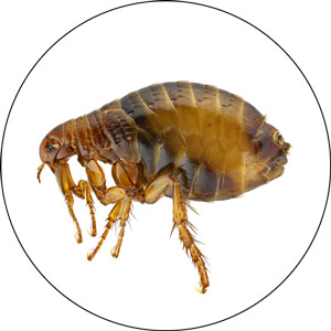 best flea vs tick